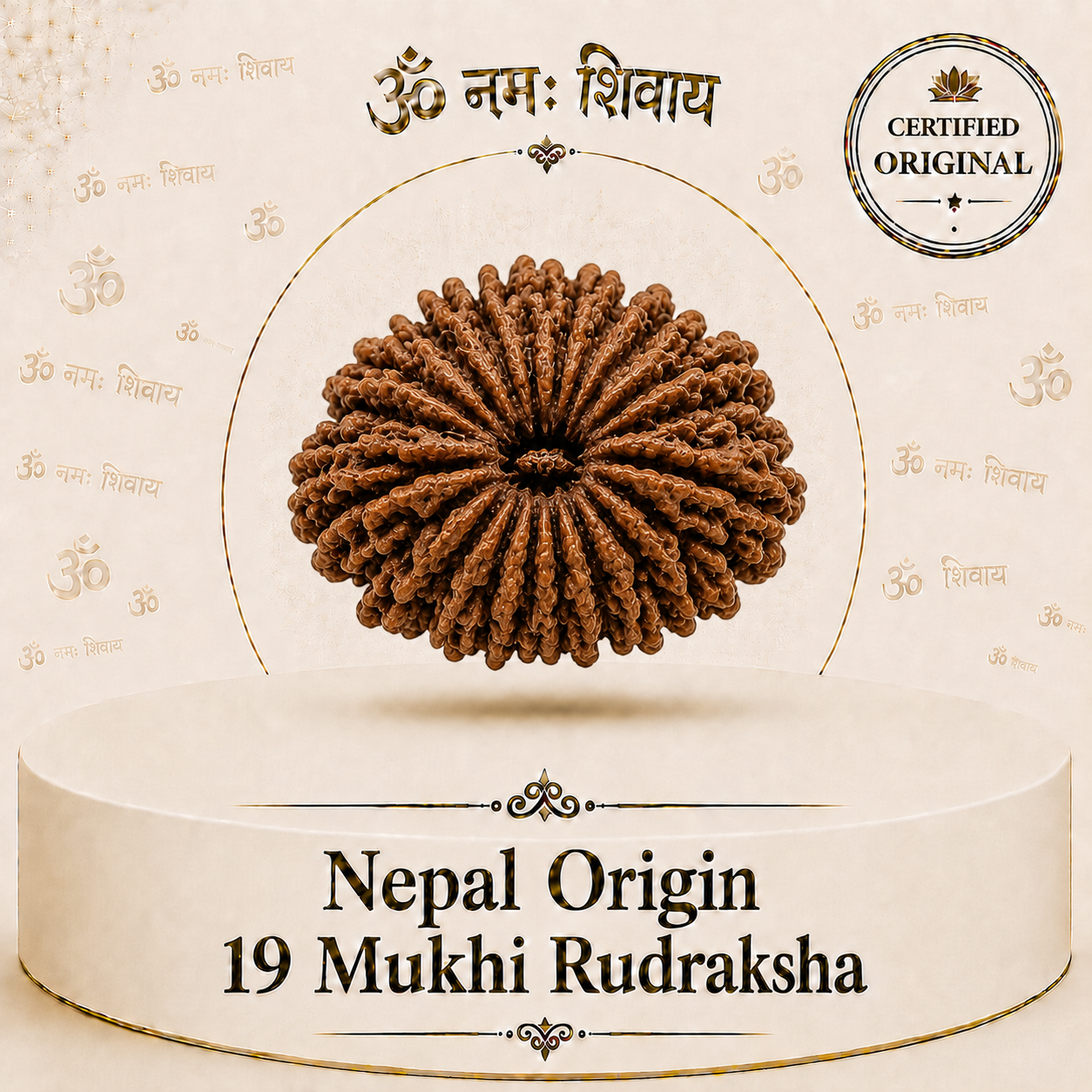 19 Mukhi Rudraksha (Nepal Origin)
